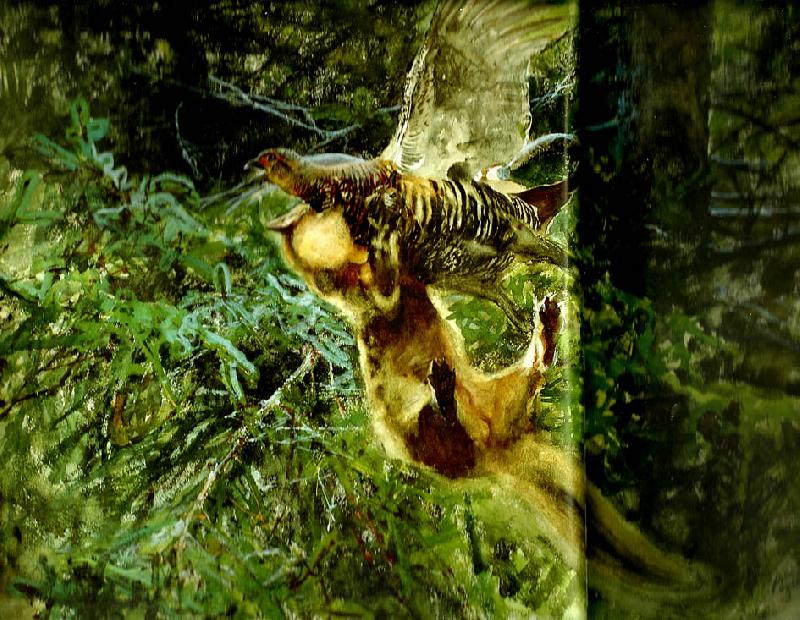bruno liljefors barrskog med skogsmard anfallande en orrhona Norge oil painting art